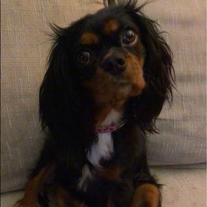 Meet your Posher, Bailey